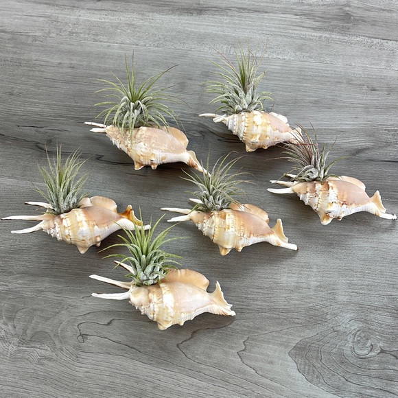 🔆AIR PLANT BUDDY🔆 WITH REAL SEA SHELL HAND MADE AND UNIQUE - Picture 5 of 16